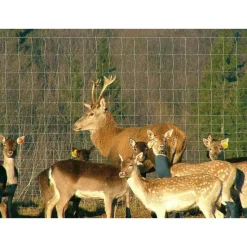 Eläinverkko Zn hitsattu 1,0x50 m muuttuva silmäkoko