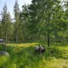 Eläinverkko Zn 1,2x50 m muuttuva silmäkoko (50 m)