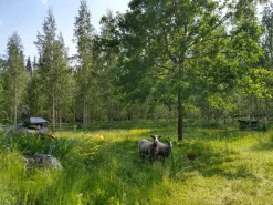 Eläinverkko Zn 1,2x50 m muuttuva silmäkoko (50 m)