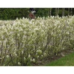 Isotuomipihlaja Amelanchier spicata Viheraarni aitataimi