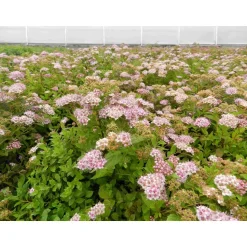 Keijuangervo Spiraea jap. Viheraarni Little Princess
