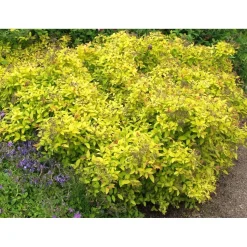 Keltakeijuangervo Spiraea jap. Viheraarni Golden Princess