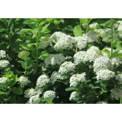 Koivuangervo Spiraea betulifolia Viheraarni