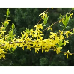 Komeaonnenpensas Forsythia x intermedia Viheraarni Week End
