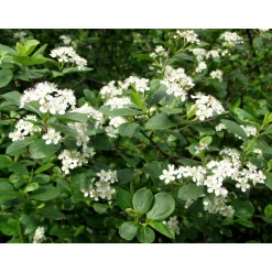 Koristearonia Aronia x prunifolia Viheraarni aitataimi
