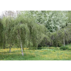 Kyynelkoivu Betula pendula Viheraarni Youngii 150