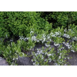 Lamohietakirsikka Prunus pumila var. Depressa Viheraarni