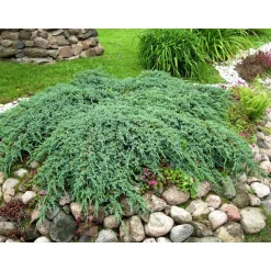 Lamosinikataja Juniperus sq. Viheraarni Blue Carpet 30-40