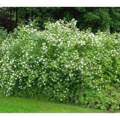 Lännenheisiangervo Physocarpus opulifolius Viheraarni