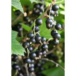 Mustaherukka Ribes nigrum Viheraarni Öjebyn