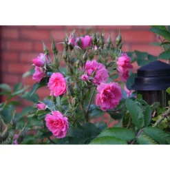 Neilikkaruusu Rosa Viheraarni Pink Grootendorst