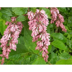 Tapaninsyreeni Syringa x henryi Viheraarni