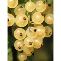 Valkoherukka Ribes Viheraarni Lepaan Valkea