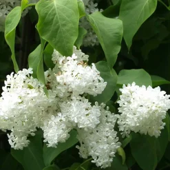 Valkoinen pihasyreeni Syringa vulgaris Viheraarni Alba
